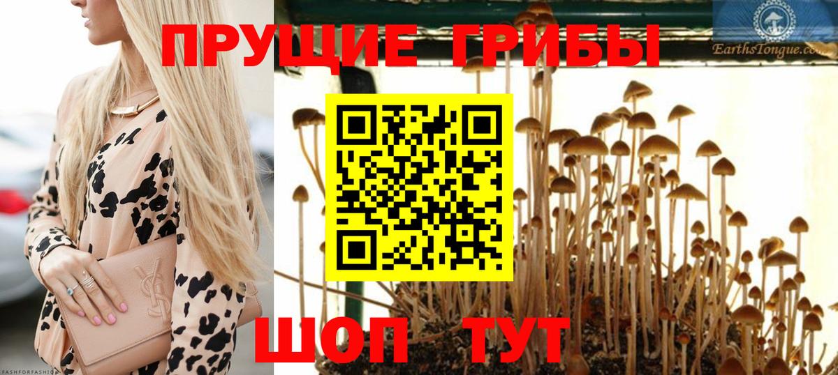 Псилоцибиновые грибы Psilocybine cubensis Ноябрьск